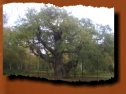 The Major Oak is a large English Oak in the midst of Sherwood Forest, Nottinghamshire, England. According to local folklore, it was Robin Hood's shelter where he and his merry men slept and is about 800�1000 years old.